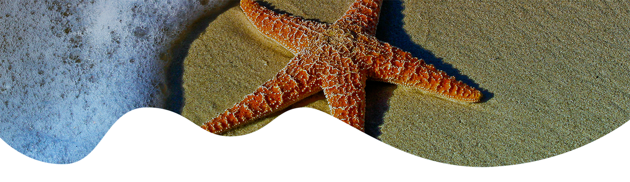 Photo of starfish by the waters edge